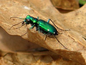 Photo - Green Bug