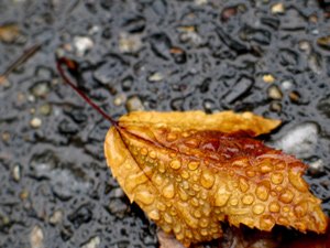 Photo - Wet Leaf