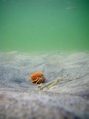 Photo - Orange Crab