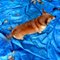 Lily Tarp