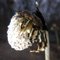 Dried Flower