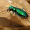 Green Bug