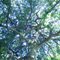 Vert Pano - Mikayla  Decordova Tree