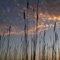 Grassy Sunset