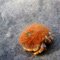 Orange Crab