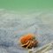 Orange Crab