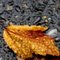Wet Leaf
